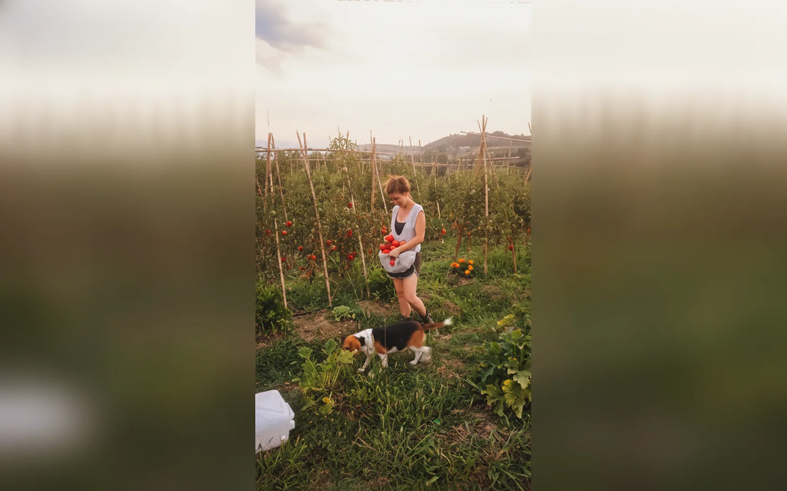 Agriturismo Le Terre d'Abruzzo - Tenuta Grumelli, struttura a Ticchione (Abruzzo) (foto 25)