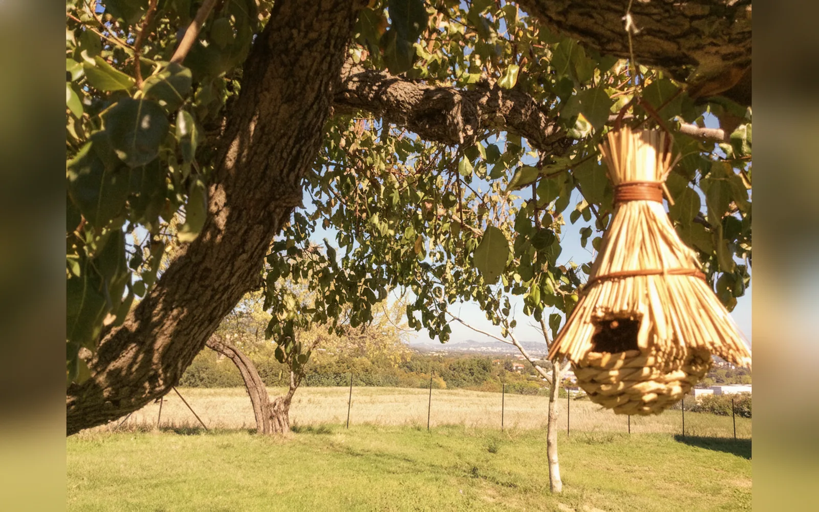 Agriturismo Le Terre d'Abruzzo - Tenuta Grumelli, struttura a Ticchione (Abruzzo) (foto 28)