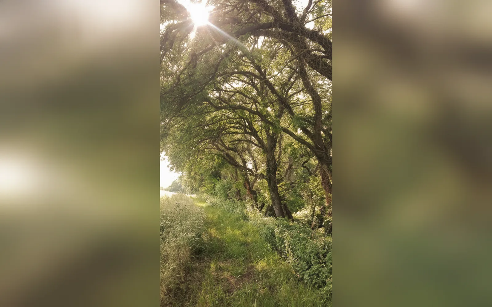 Esterni di Agriturismo Le Terre d'Abruzzo - Tenuta Grumelli, Ticchione (Abruzzo) (foto 7)